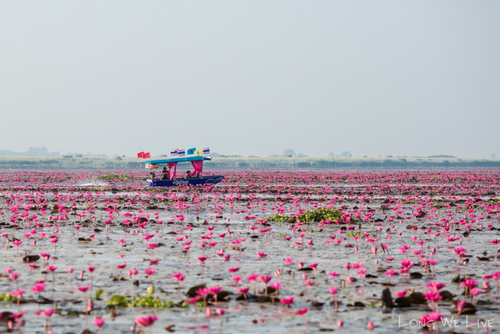 Hồ[-]hoa[-]súng[-]khổng[-]lồ[-]ở[-]Thái[-]Lan